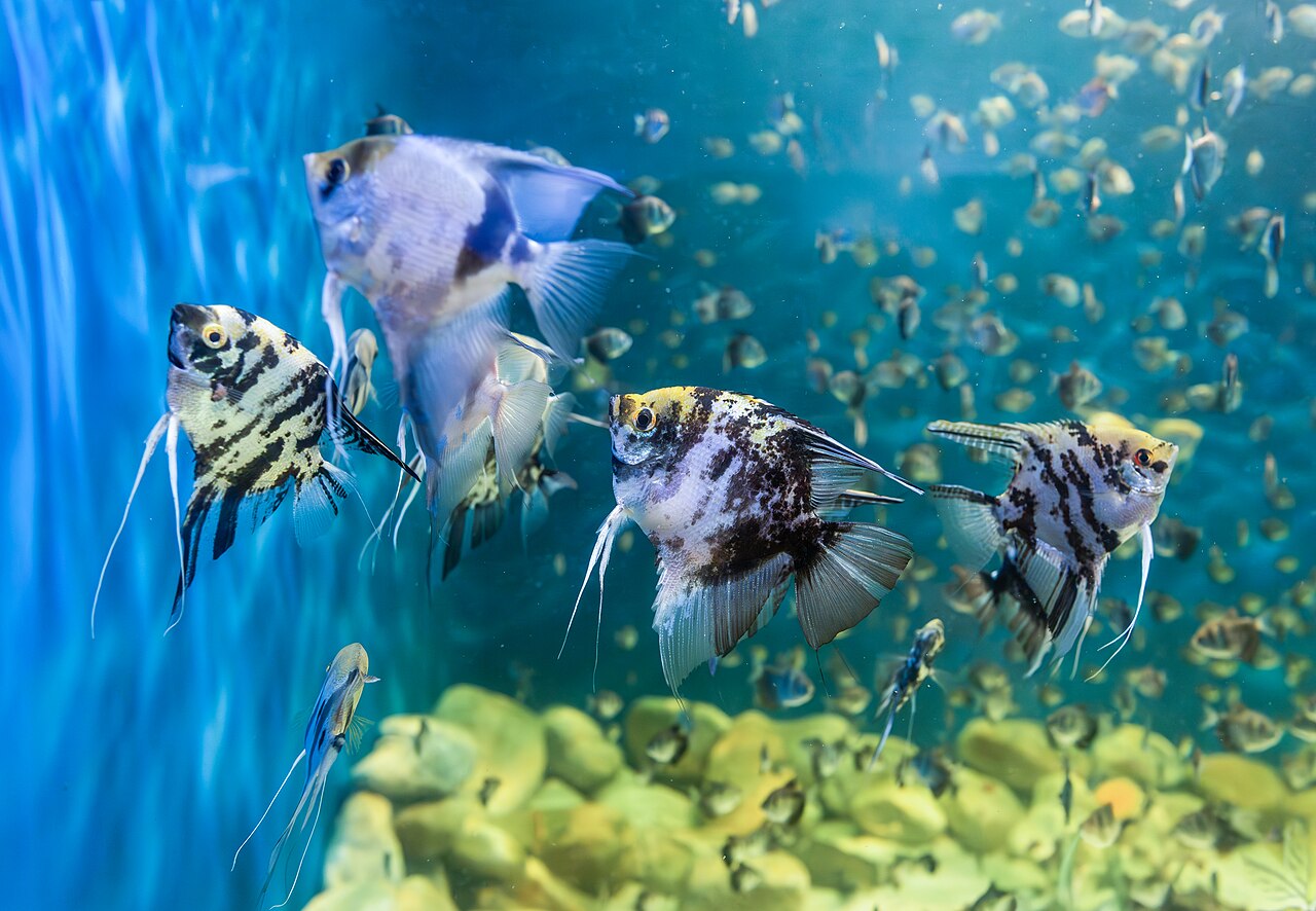 Photo of Angelfish