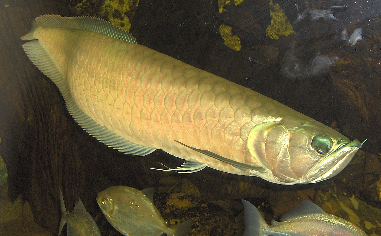 Photo of Silver Arowana