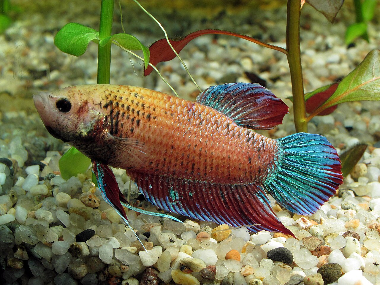 Photo of Betta (Fighting Fish)