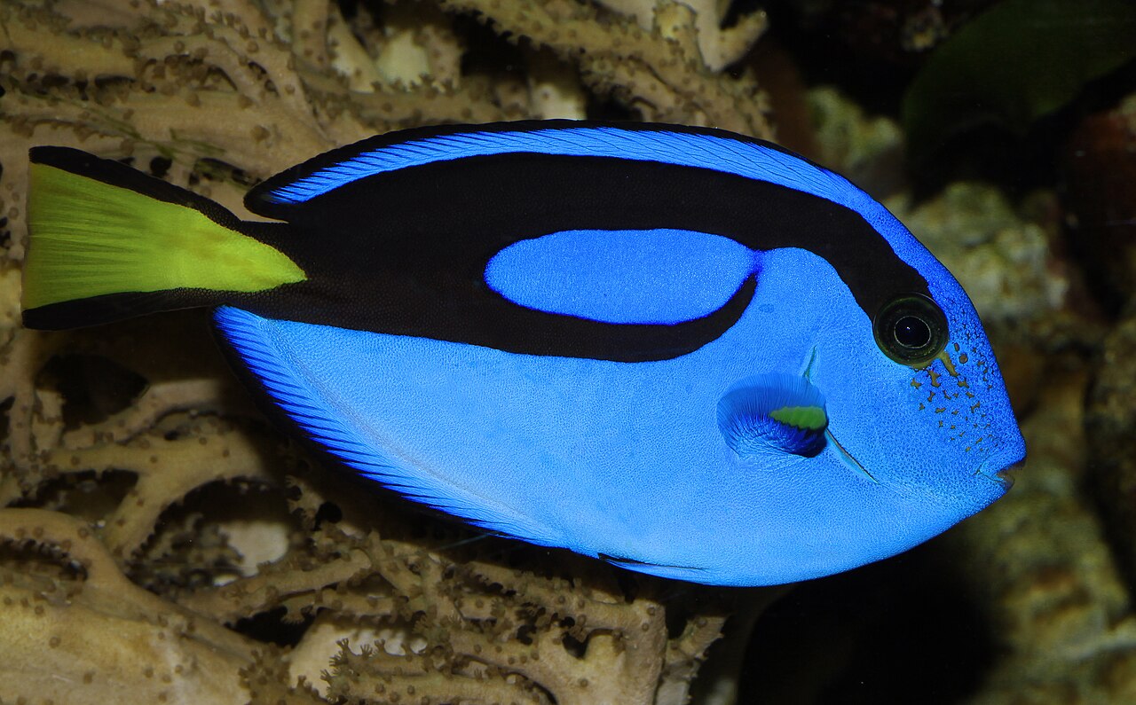 Photo of Blue Tang