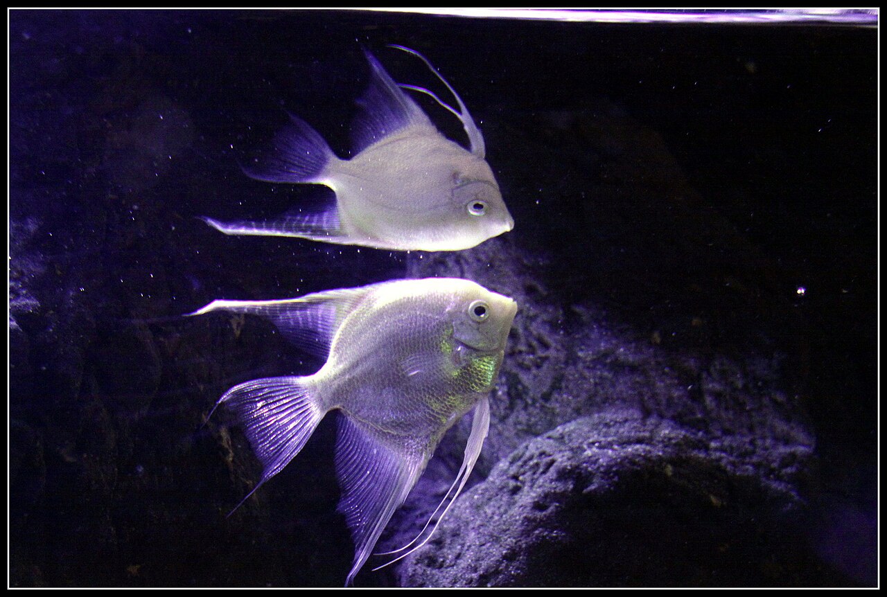 Photo of Freshwater Fish