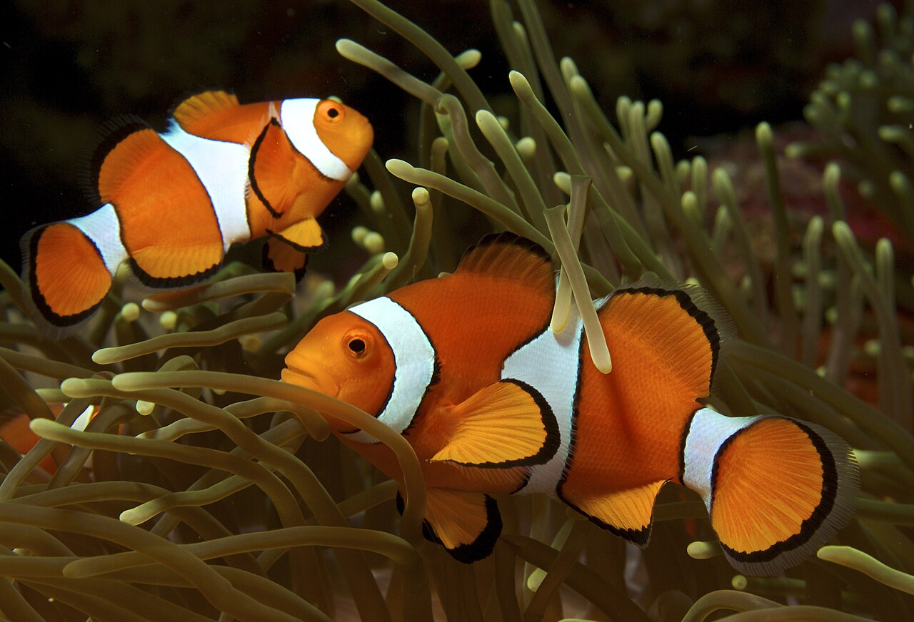 Photo of Ocellaris Clownfish