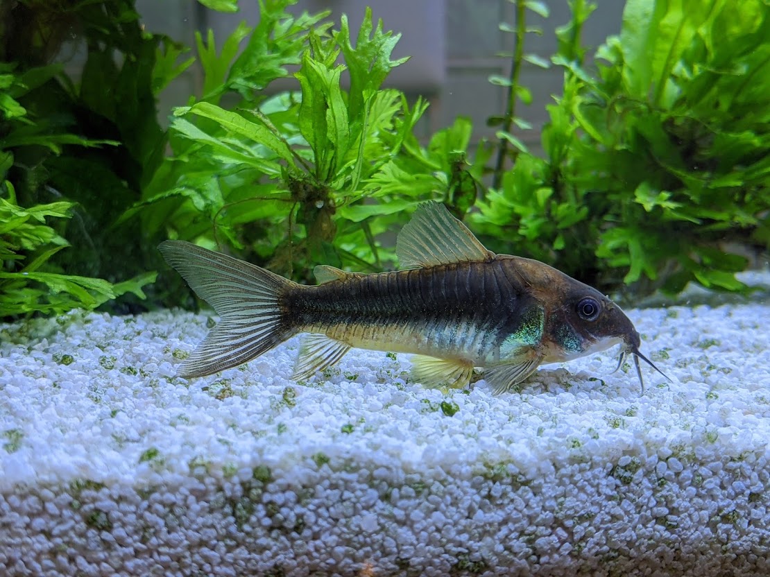Photo of Corydoras