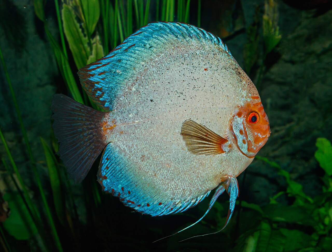 Photo of Discus