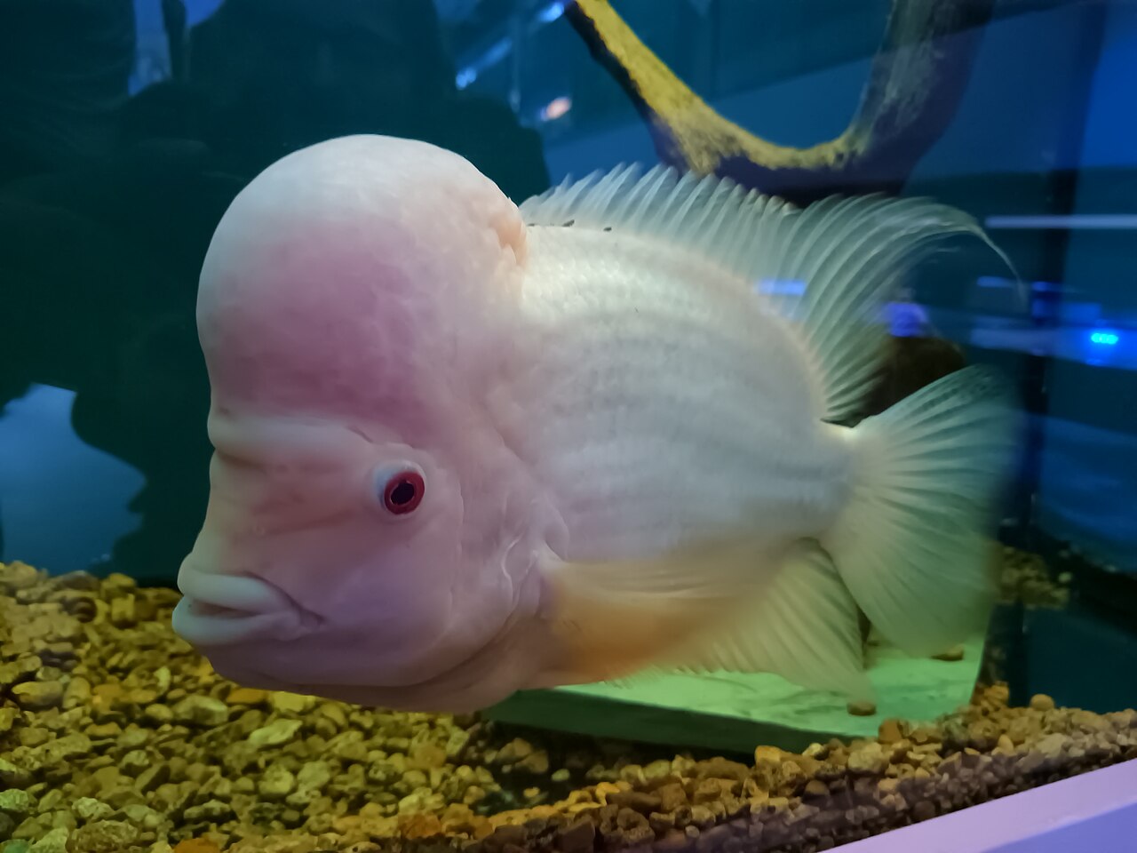 Photo of Flowerhorn