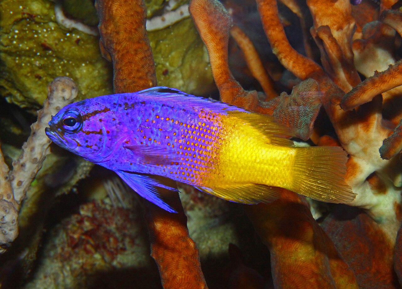 Photo of Royal Gramma