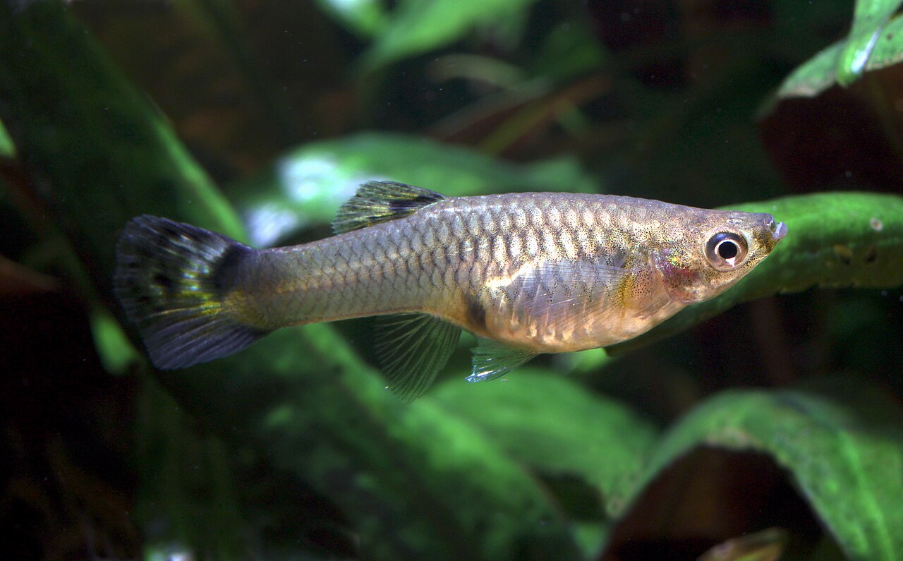 Photo of Guppy