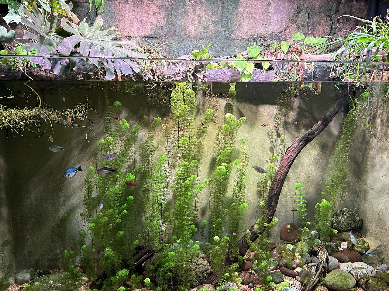 Photo of WaterPets aquarium