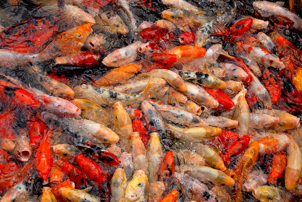 Photo of Koi