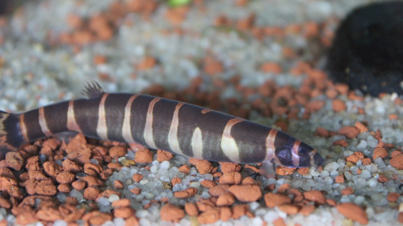 Photo of Kuhli Loach