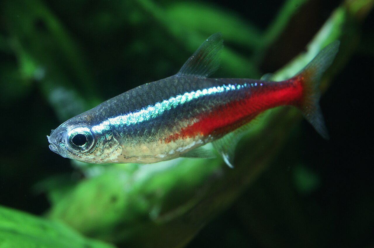 Photo of Neon Tetra