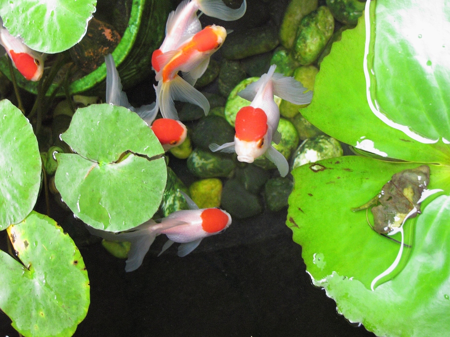 Photo of Oranda Goldfish