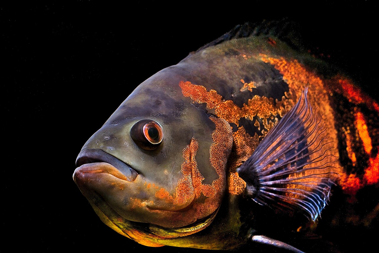 Photo of Oscar