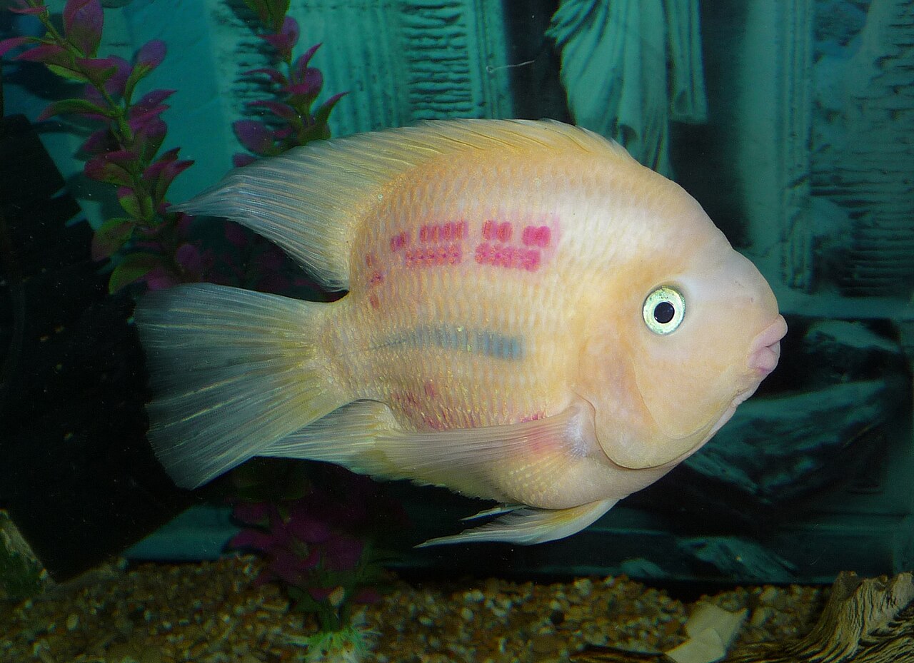 Photo of Blood Parrot Cichlid