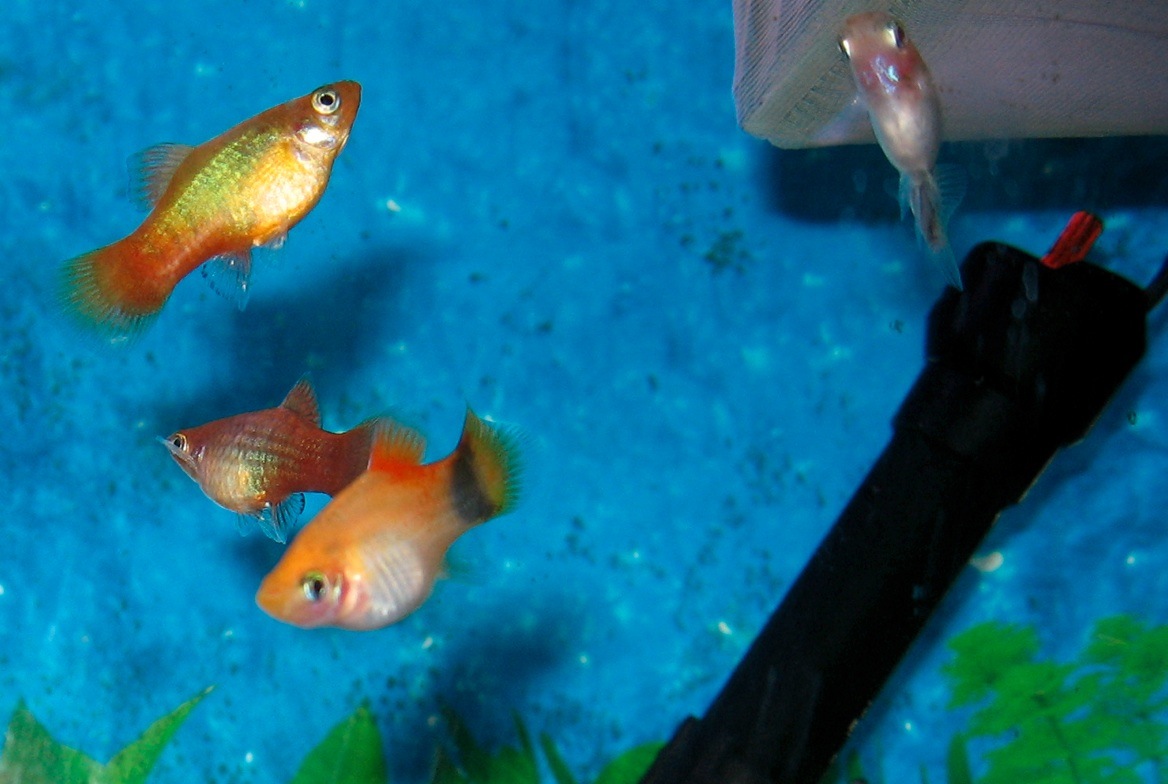 Photo of Platy