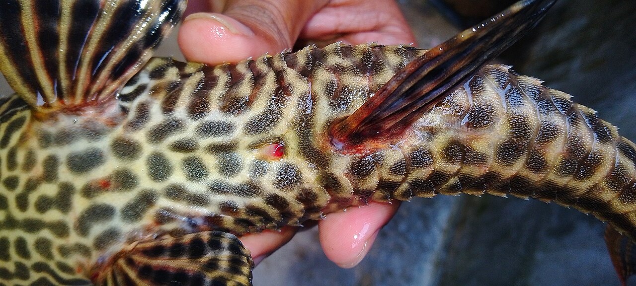 Photo of Common Pleco