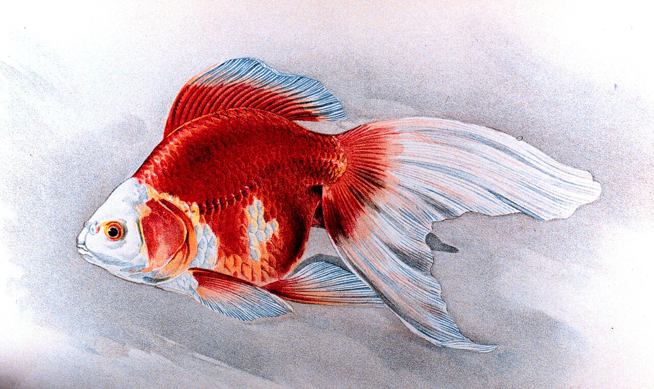 Photo of Ryukin Goldfish