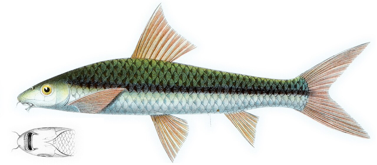 Photo of Siamese Algae Eater