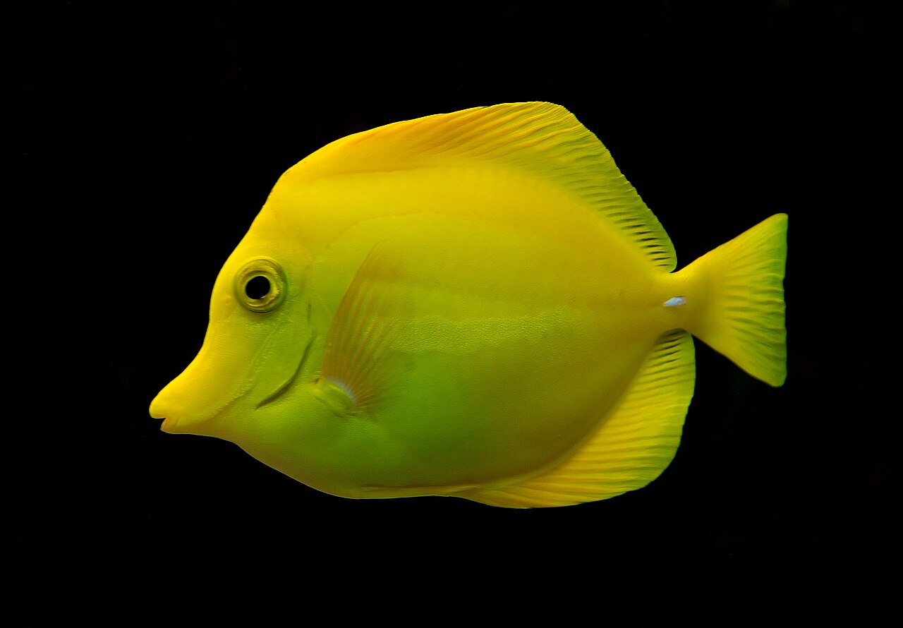 Photo of Yellow Tang